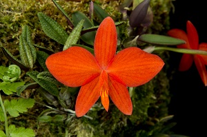 Cattleya pygmaea Jack AM/AOS 85 pts.